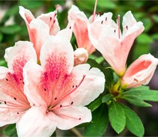 Spring Flowering Bushes