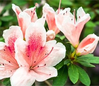 Spring Blooming Shrubs