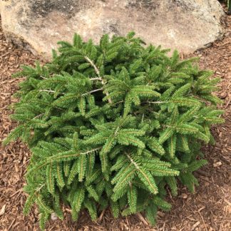 Small, round evergreen shrub with needles in garden in front of stone