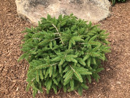 Small, round evergreen shrub with needles in garden in front of stone