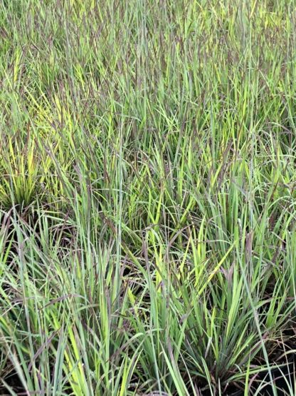 Grasses with green grass blades tinged with reddish-burgundy in nursery