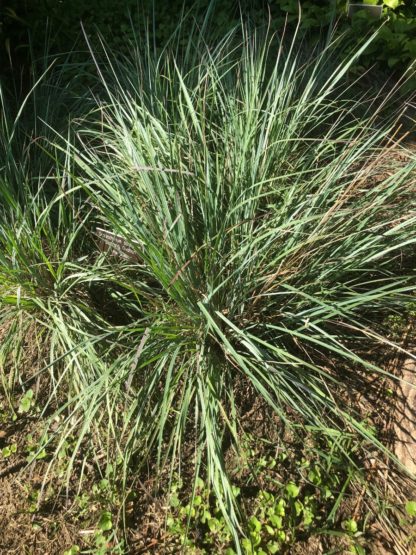 Grass with green grass blades tinged with reddish-burgundy in garden