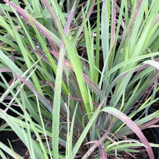 Green grass blades tinged with reddish-burgundy