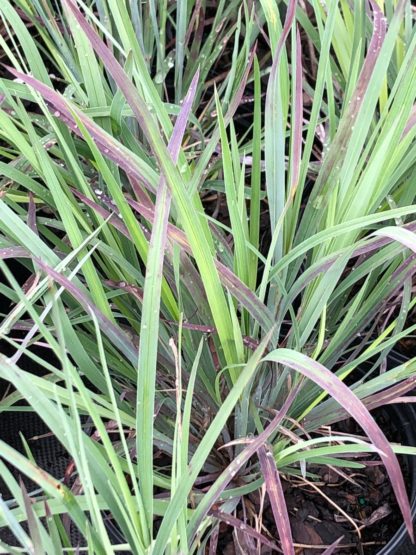 Green grass blades tinged with reddish-burgundy