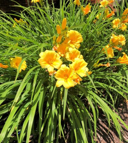 A group of cupped yellow flowers surrounded by grass-like foliage