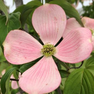 Close-up of pink flower with four petals and yellow center surrounded by green leaves