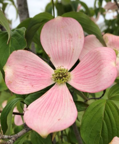 Close-up of pink flower with four petals and yellow center surrounded by green leaves