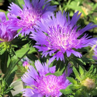 Frilly purple flowers