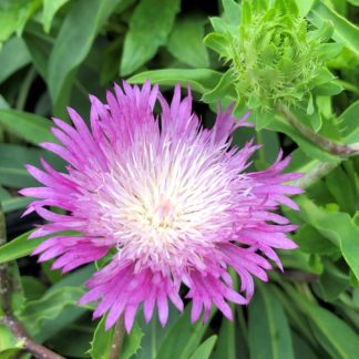 Close-up of frilly purple-pink flower with white center