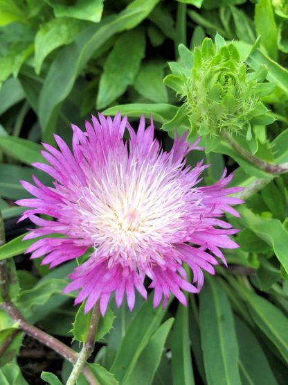 Close-up of frilly purple-pink flower with white center