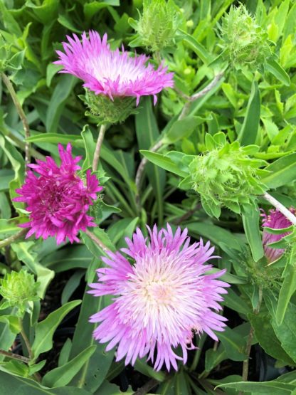 Frilly purple-pink flowers with white centers