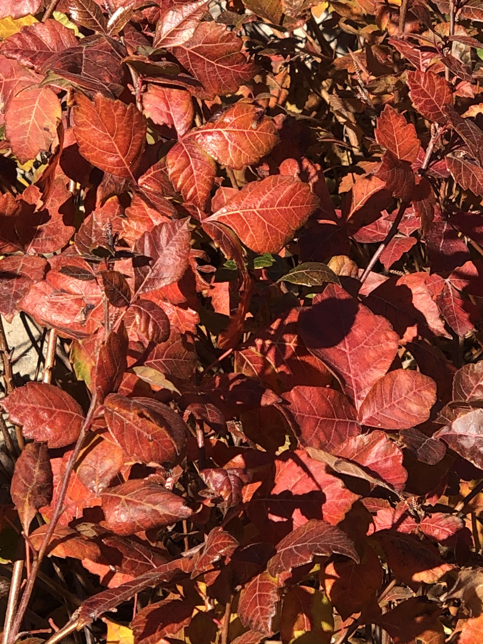 Sumac Gro-Low - Image 5