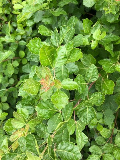 Close-up of shiny green leaves