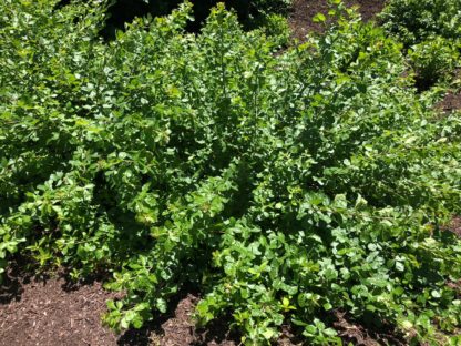Low growing, spreading shrub with green leaves in garden
