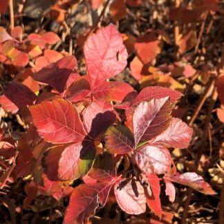 Close-up of red and burgundy foliage