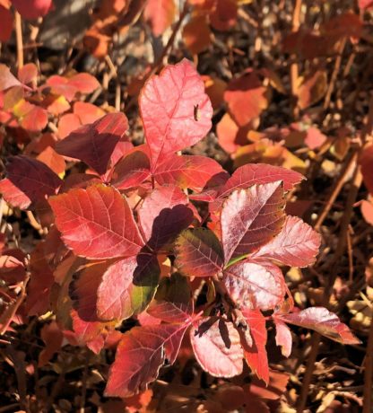 Close-up of red and burgundy foliage