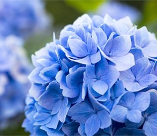 Summer Flowering Shrubs
