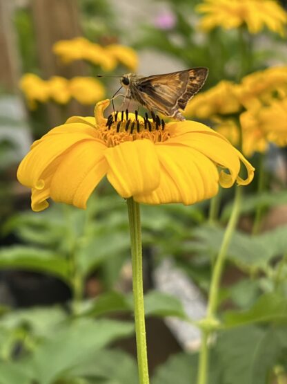 False Sunflower Summer Sun