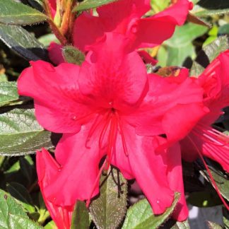 Close-up of red-pink flowers surrounded by small green leaves