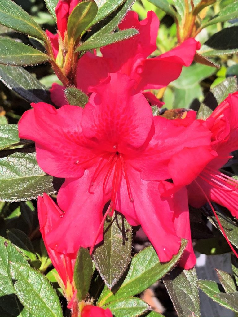 Close-up of red-pink flowers surrounded by small green leaves