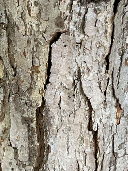 Oak Swamp White - Image 4