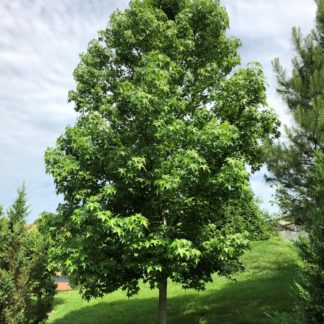 Mature, large shade tree with green leaves in lawn