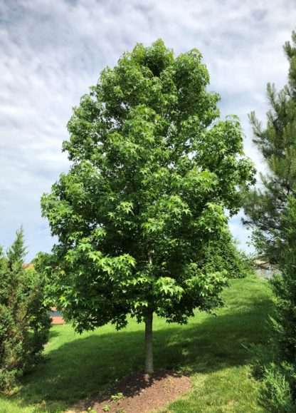 Mature, large shade tree with green leaves in lawn