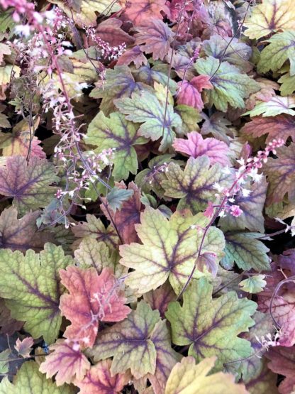 Masses of leaves that are various shades of green, burgundy and cream