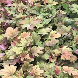 Masses of green, burgundy and creamy-gold leaves