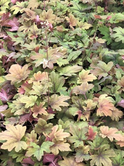Masses of green, burgundy and creamy-gold leaves