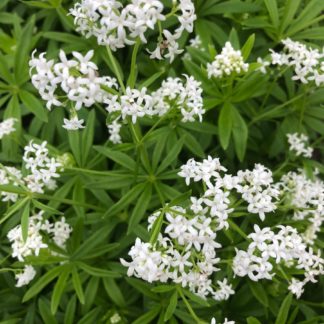 Clusters of tiny white flowers on green foliage