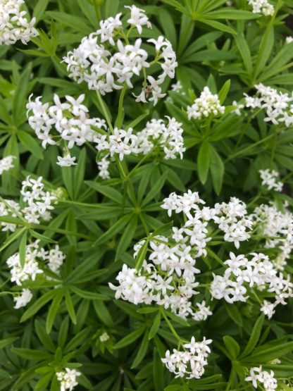 Clusters of tiny white flowers on green foliage