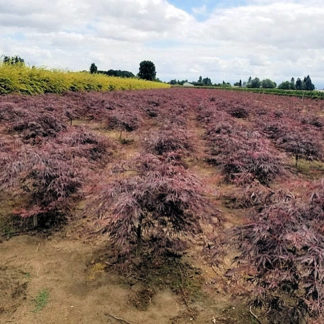 Rows of small weeping trees with burgundy-red leaves in nursery field