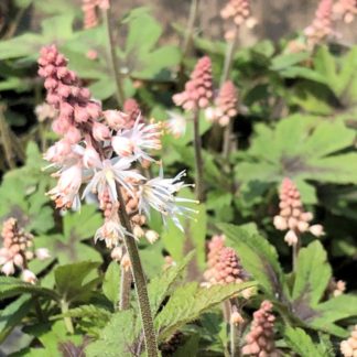 Close-up of green leaves with dark splotch in center and pink spike-like flowers