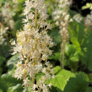 Close-up of white, spike-like flowers