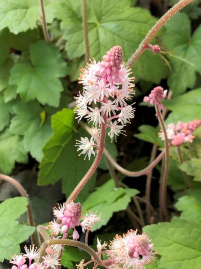 Close-up of pink, spike-like flowers surrounded by green leaves