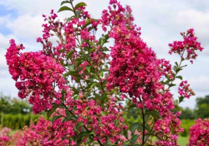 Close-up of bright pink flowers on tree branch