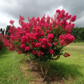 Flowering trees with bright pink-red flowers and multiple stem trunks growing in nursery field