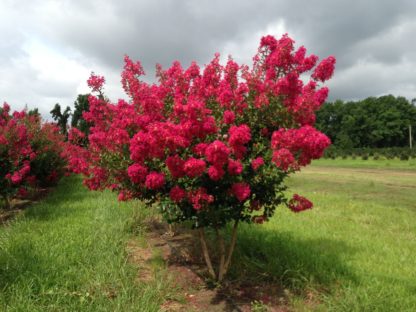 Flowering trees with bright pink-red flowers and multiple stem trunks growing in nursery field