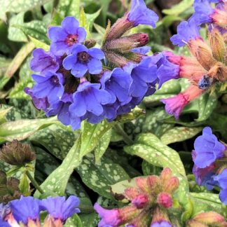 Clusters of tiny blue flowers rising over green leaves with cream colored spots