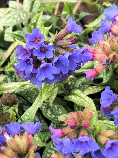 Clusters of tiny blue flowers rising over green leaves with cream colored spots