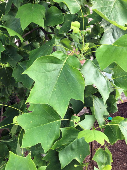 Close-up of green, tulip-shaped leaves on branch