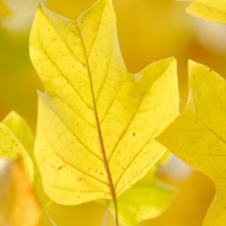 Light-yellow leaves