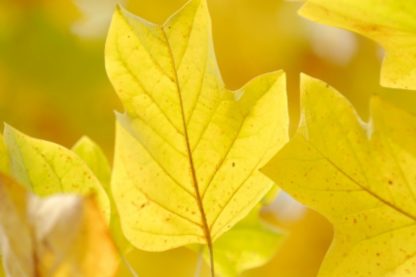 Light-yellow leaves