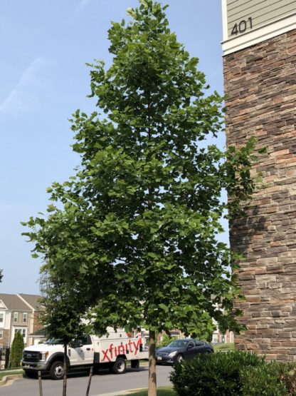 Large shade tree with green leaves by stone building