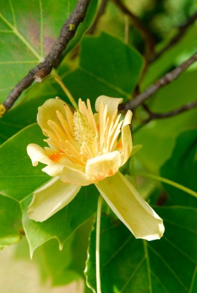 Large, light-yellow flower with small orange splotches on tree branch