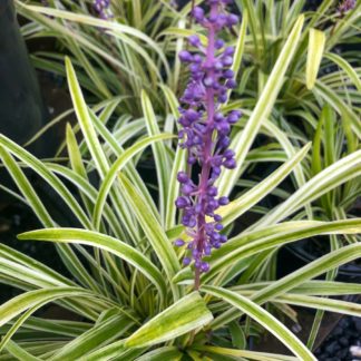 Variegated green and yellow grass clump with purple spike-like flower