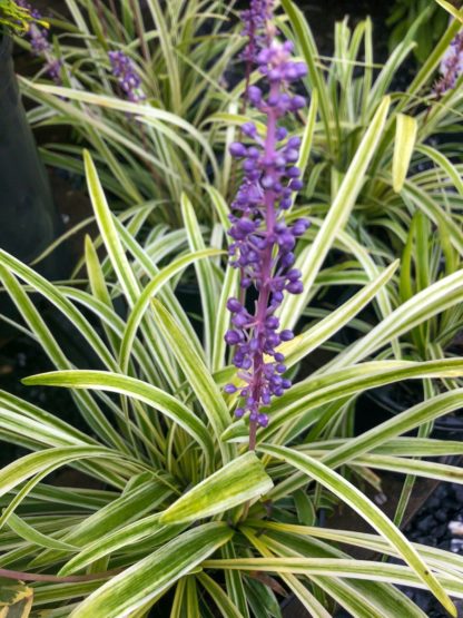 Variegated green and yellow grass clump with purple spike-like flower