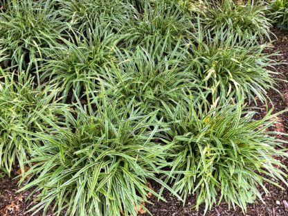 Variegated green and yellow grass clumps planted in garden