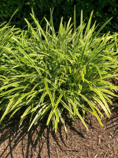 Variegated green and yellow grass clump in mulched bed